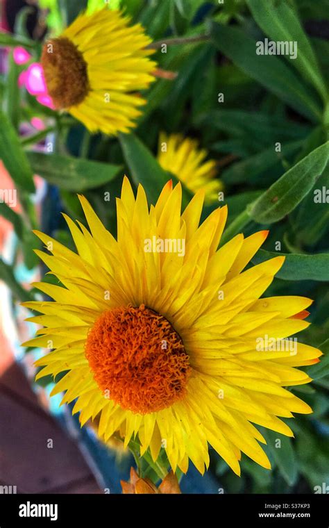 Bright yellow paper daisy Stock Photo - Alamy