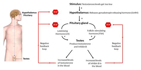 Testes - Hormones Australia