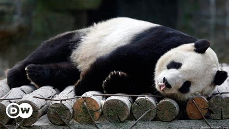 Pandas at risk – DW – 01/29/2015