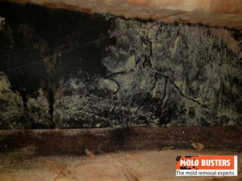 What Is Yellow Mold? | How to Identify & Remove Yellow Mold