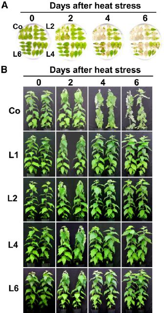 Effects of acute heat stress on poplar plants and detached leaves. A ...