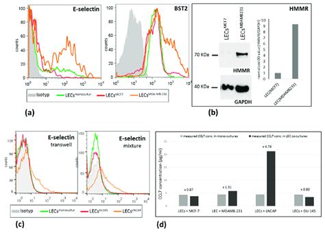 Protein expression level of E-selectin, BST2, and HMMR in LECs after ...