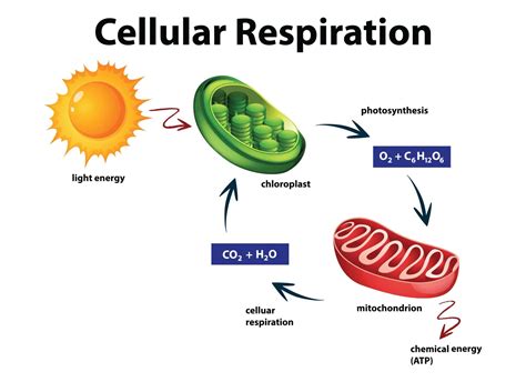 Cellular Respiration - Know Definition, Types, Equation and Site