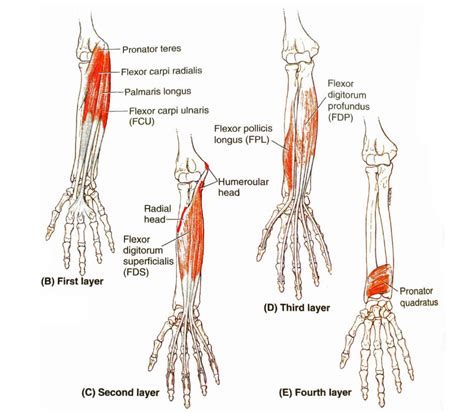 forearm flexors exercises > OFF-58%