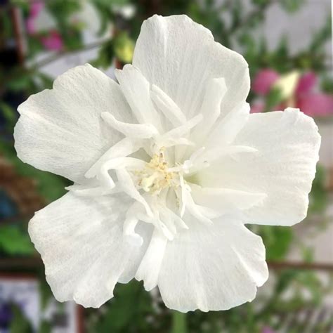 Rose of Sharon – care, planting, pruning, blooming, wonder and lore