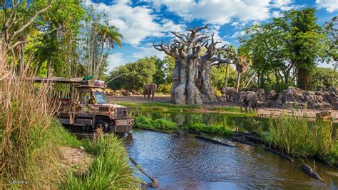 Animal Kingdom Wallpapers - Wallpaper Cave