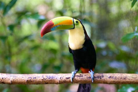 Meet the National Bird of Belize: The Keel-Billed Toucan