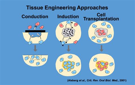 Tissue Engineering Approaches