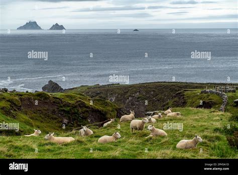 Scenic coastal landscape with a flock of sheep on a green meadow and ...