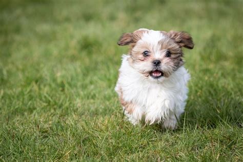 Blue Shih Tzu: Everything About These Rare Puppies