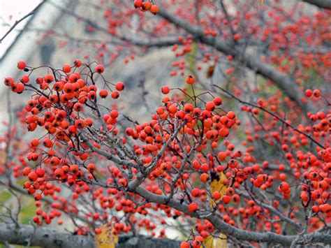 Winter King Hawthorn