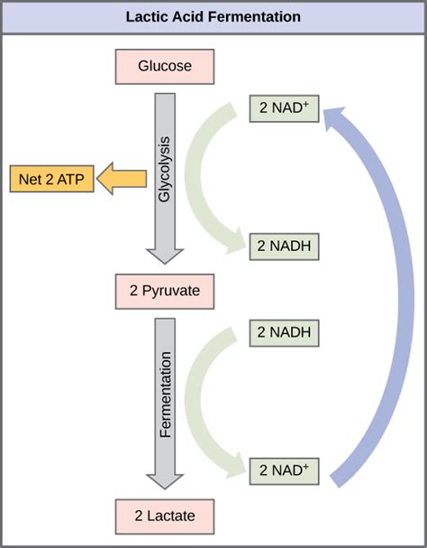 Lactic Acid Fermentation Products