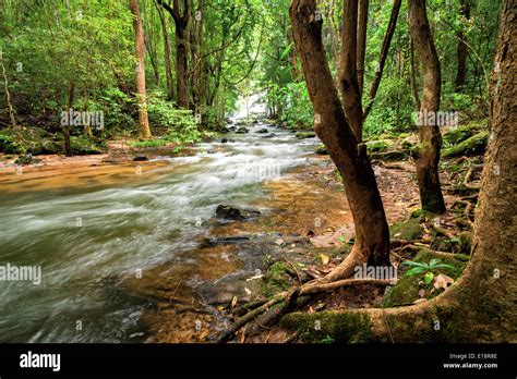 Tropical rainforest landscape with flowing river, rocks and jungle ...