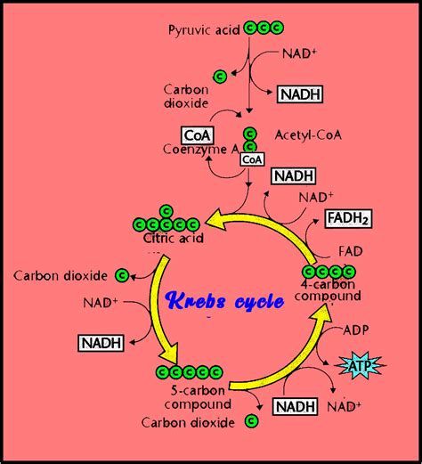 Krebs Citric Acid Cycle With Atp