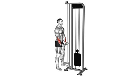 Cable Standing Wrist Reverse Curl: Video Guide & Tips