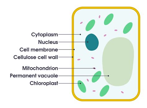 Free Printable Plant Cell Diagram - Printable Word Searches