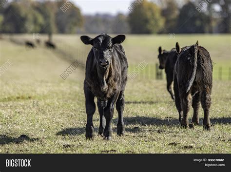 Young Black Angus Calf Image & Photo (Free Trial) | Bigstock