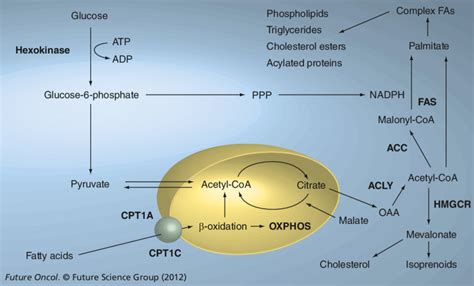 The major steps in lipogenesis. ACC: Acetyl-CoA carboxylase; ACLY: ATP ...