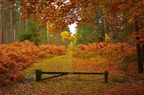 new, Forest, In, Hampshire, England, Autumn, Landscape Wallpapers HD ...