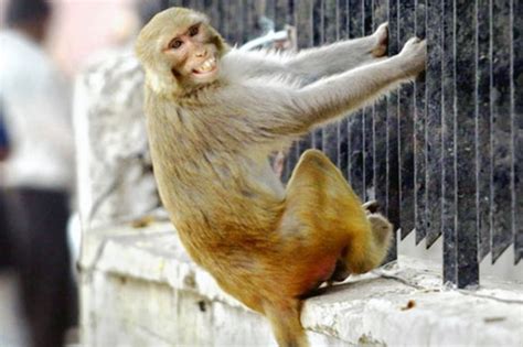 Mobs of killer monkeys menace India