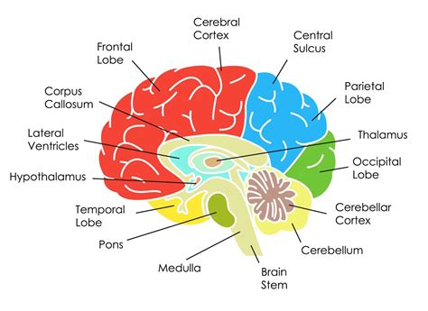 Brain Diagram And Their Functions Behavior & Personality Cha