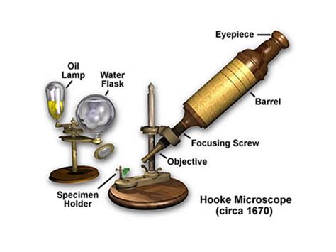 Biology: CELLS: THE BASIC UNITS OF LIFE