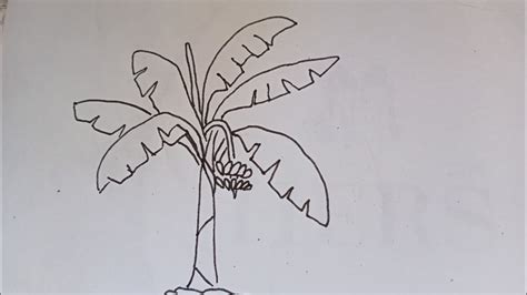 cách vẽ cây chuối đơn giản nhất - how to draw a tree - YouTube