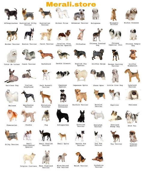 Dog Breeds | Top Dog Breeds, Dog Breed Names, Dog Breeds Medium