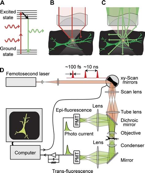 Figure 7 from Principles of Two-Photon Excitation Microscopy and Its ...