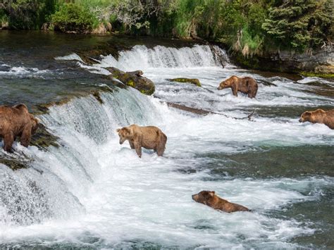 Insider’s Guide to Katmai National Park | Katmai national park ...