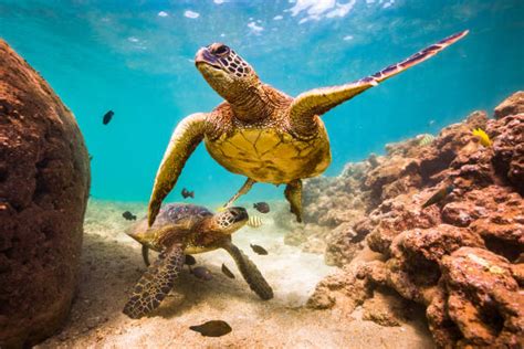 Haleiwa Banco de Imagens e Fotos de Stock - iStock