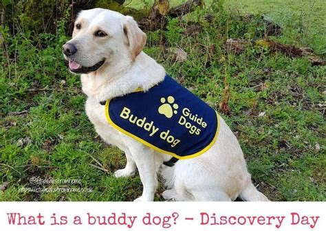 What is a Buddy Dog? Discovery Day - ET Speaks From Home