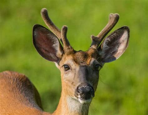 Deer Shedding Velvet—The Facts and Science » targetcrazy.com