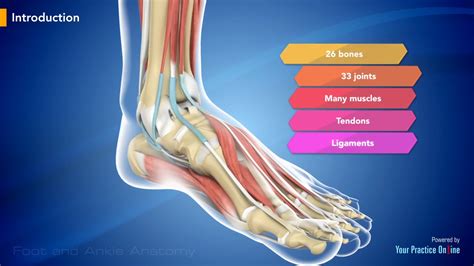 Diagram Of Tendons And Ligaments