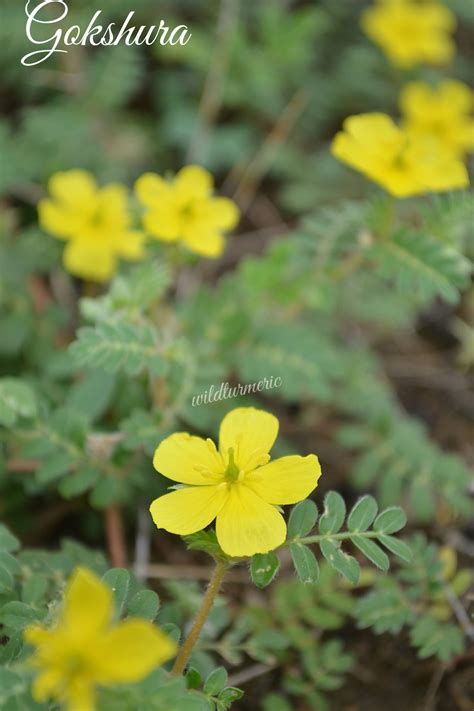 5 Top Benefits & Side Effects Of Gokhru (Tribulus Terrestris ...