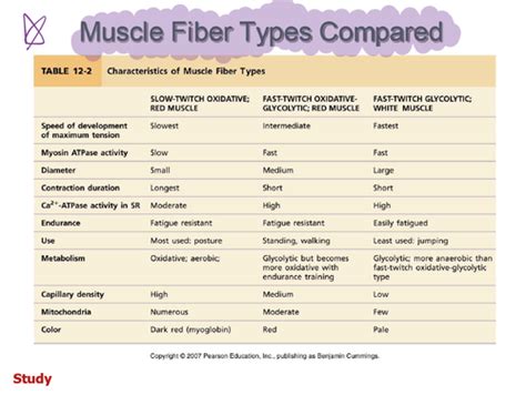 Type Of Skeletal Muscle Fibers Flashcards Quizlet | Free Hot Nude Porn ...