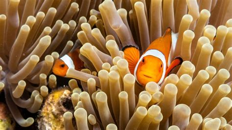 How Climate Change is Harming Clownfish and Anemone - ReefCause