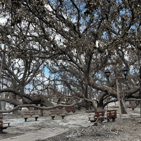 Lahaina’s Historic Banyan Tree Is Scarred, but Standing - The New York ...