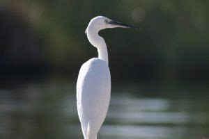 White Egret Symbolism and Spiritual Meanings (9 Omens)