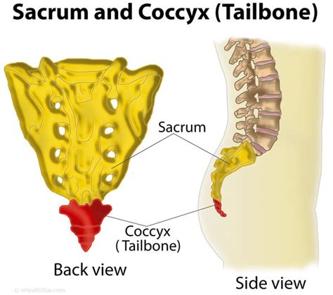 What is coccyx (tailbone)? Definition, Anatomy, Function - eHealthStar