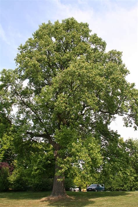 Tulip Poplar Tree Facts, Uses, and Planting Tips - Owlcation