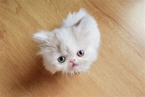 Top 10 Smallest Cat Breeds In the World - Depth World