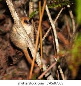 Goodmans Mouse Lemur Andasibemantadia National Park Stock Photo ...