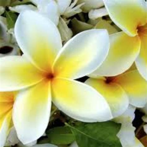 Pictures And Names Of Hawaiian Flowers | Best Flower Site