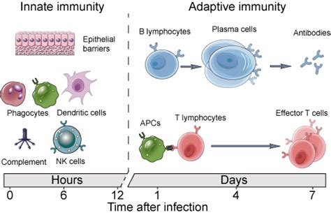 Immune response Diagram | Quizlet