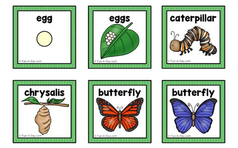 The Butterfly Life Cycle for Kids - Fun-A-Day!