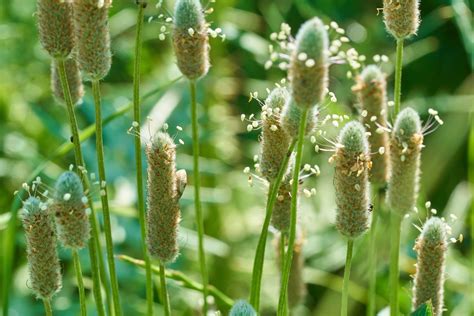 Psyllium Husk Powder – Terrasoul Superfoods