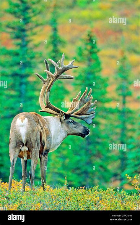 Karibu, Caribou, Rangifer tarandus Stock Photo - Alamy