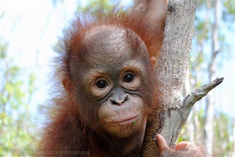 Looking into the eyes of an orangutan... – Official Orangutan ...