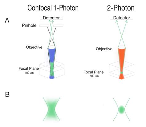 Two-Photon Microscopy Resolution - Inselmane